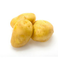 Selling high quality raw fresh potato factory price